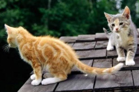 猫躺着拍打尾巴什么意思