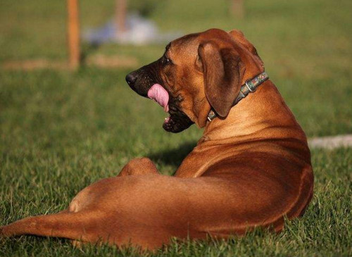 山上猎野猪最好的犬，打猎最厉害的狗排名