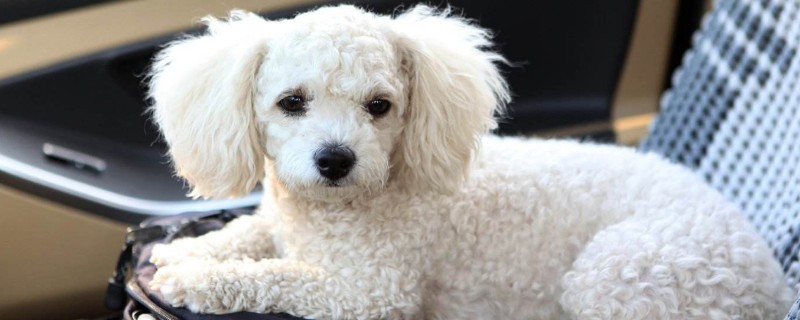 纯种比熊犬多少钱一只，纯种比熊价格1200-6500元