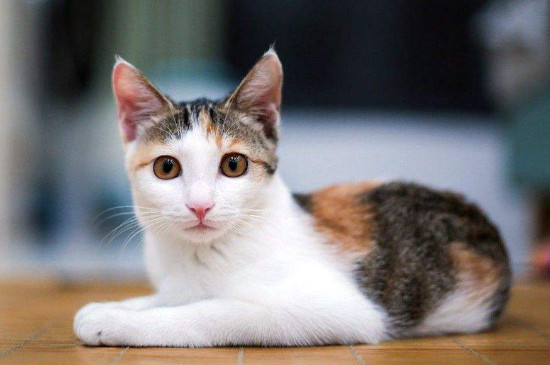 猫咪年龄怎么看