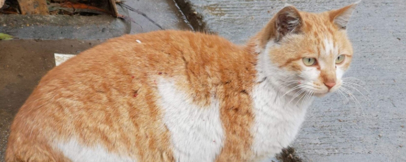 猫疝气的表现