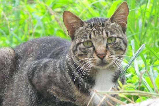 野猫和家猫的区别