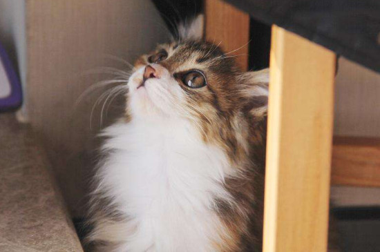 猫三联多久打一次