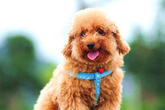 狗狗为什么要断尾