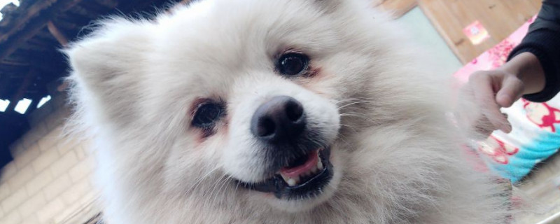 7个月狗狗双排牙会掉吗