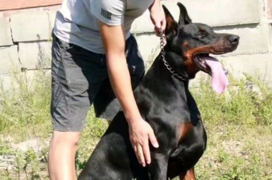 杜宾犬几个月开始认主人