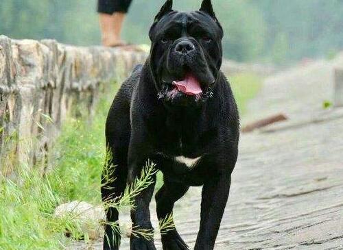 卡斯罗犬的优点和缺点