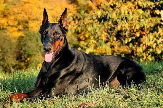 宾沙犬和杜宾犬区别