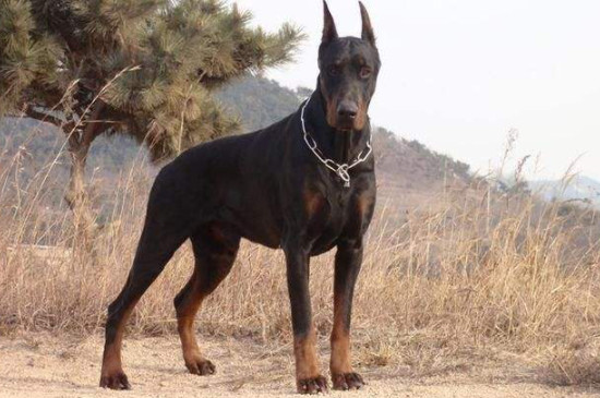 杜宾犬可以吃生鸡肉吗