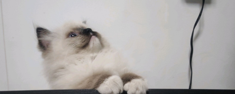 猫可以吃板栗吗