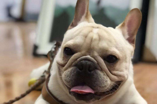 法斗犬智商相当人几岁