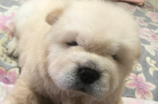 松狮犬为什么忠心