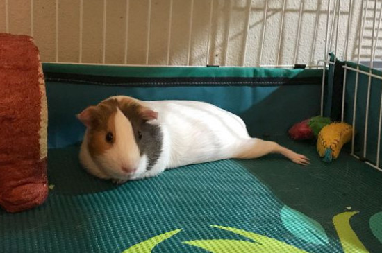 荷兰猪能长多大