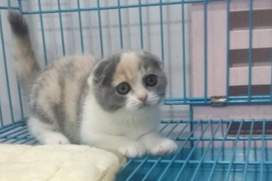 三色公猫很值钱吗
