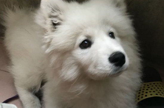 狗可以吃橘子吗