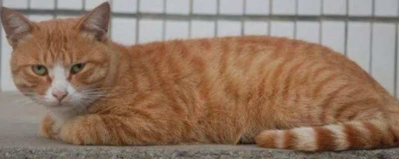 猫吃鸡骨头会不会有事