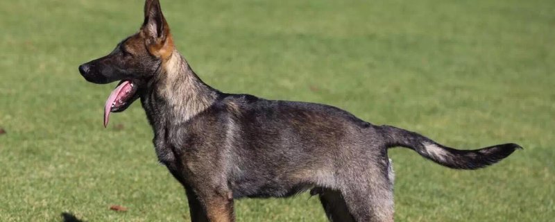 东德牧羊犬颜色标准