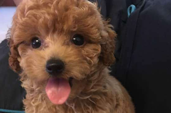 刚出生两三个月的泰迪怎么养，泰迪幼犬的养护注意事项