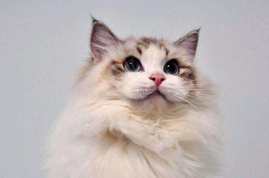 布偶猫为什么要绝育，布偶猫最佳绝育时间