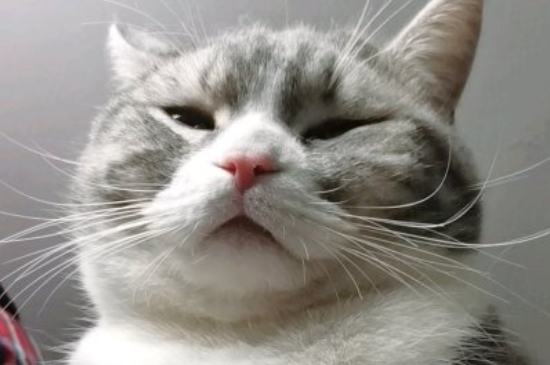 宠物猫会晕车吗