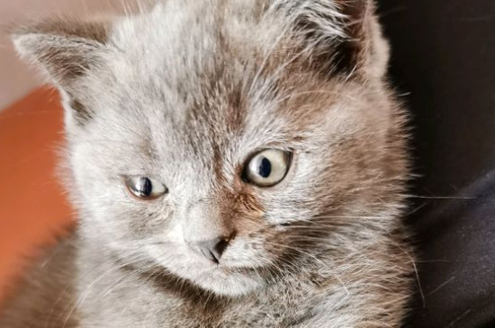 猫不能吃的20种食物