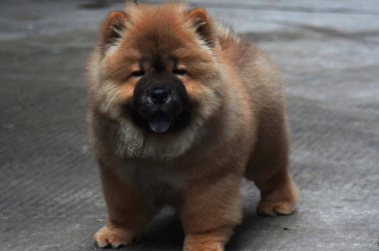 什么宠物狗好养又干净