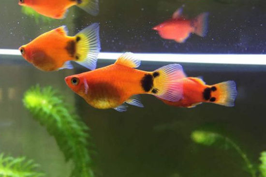 孔雀鱼多久繁殖一次