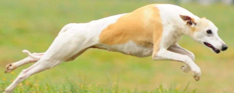 惠比特犬怎么养