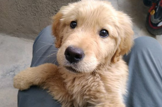 金毛犬配种最佳时间