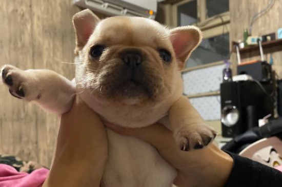 斗牛犬换主人好养吗