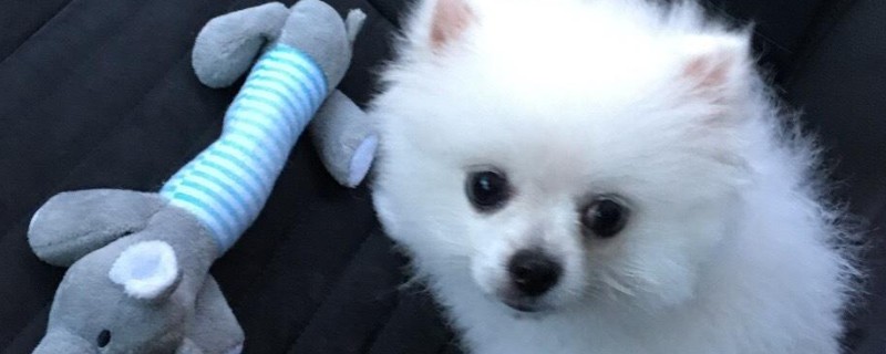 狗狗晕车怎么解决