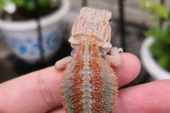 鬃狮蜥死前征兆