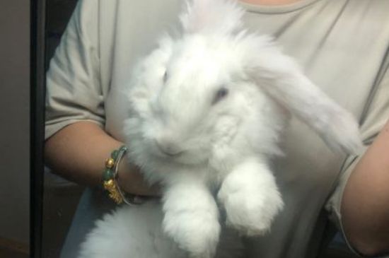 兔子怀孕明显症状