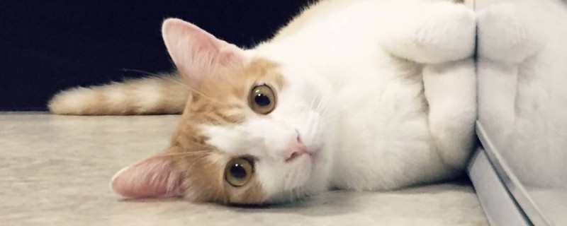 猫吐血怎么回事