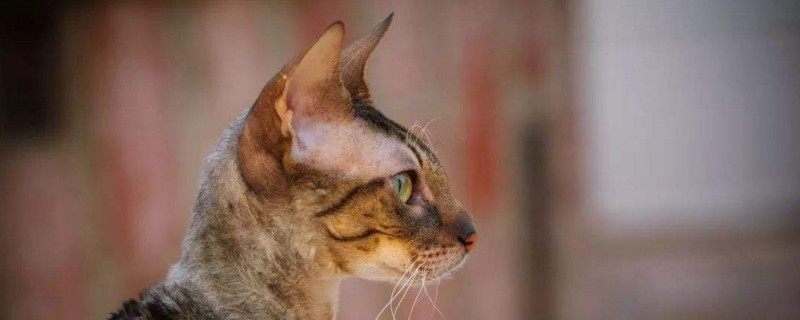 什么猫不容易掉毛