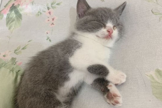 英短猫几个月不调皮