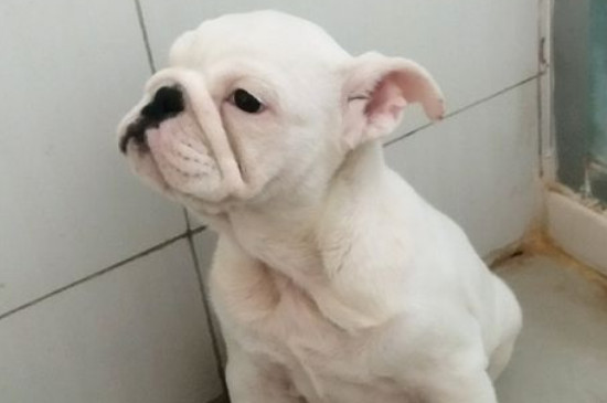 英斗犬性格怎么样