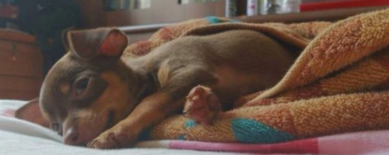 几个月小鹿犬就好养了