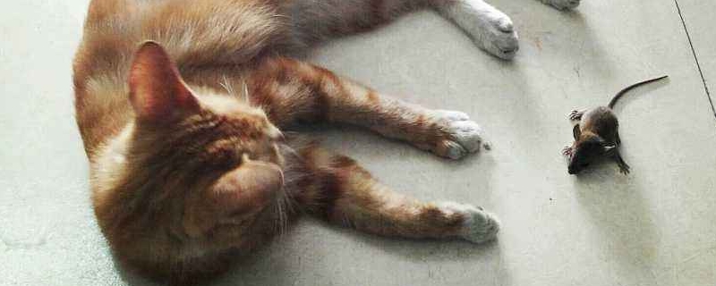 猫粘到老鼠胶怎么办