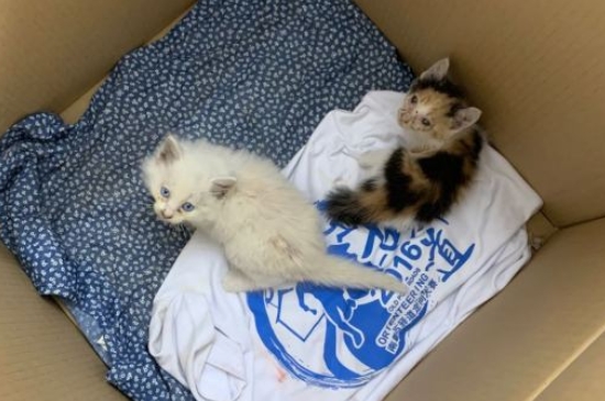 猫体内驱虫用什么药