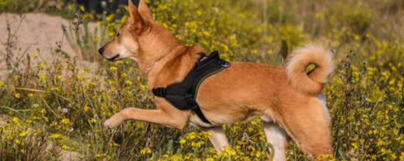 卡南犬是禁养犬吗