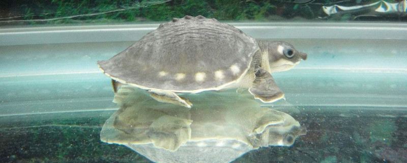 水族箱适合养什么龟