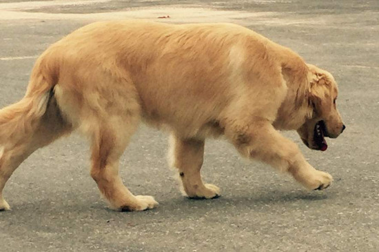 金毛犬好养吗