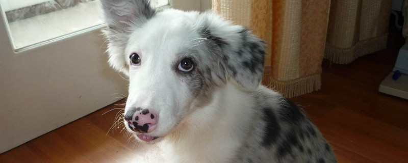 边牧属于禁养犬吗