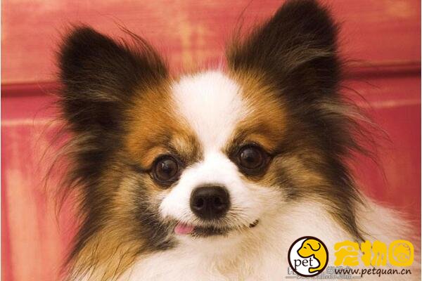 十大忠诚的狗排名，第一的中华田园犬PK掉日本秋田犬