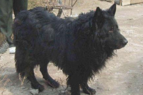 黑熊狗多少钱一只，一只纯种黑熊犬的价格在10000元以上