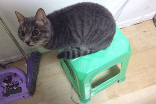 猫咪尿闭的几个原因