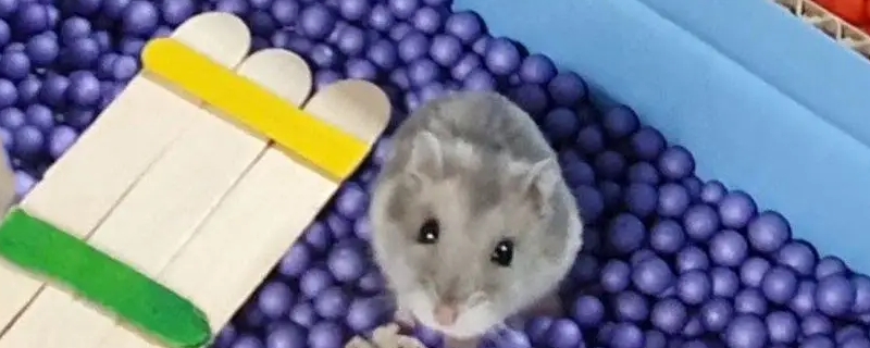 仓鼠吃木屑吗