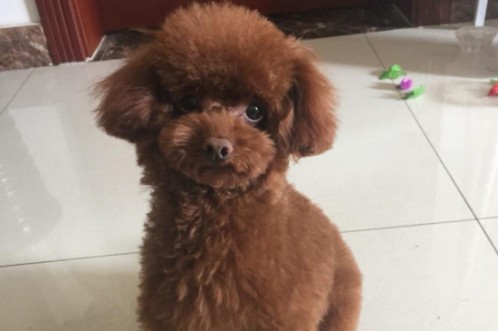 不掉毛的小型犬，干净不掉毛的小狗排名