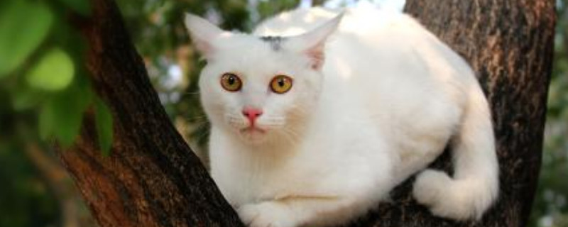 猫不绝育会一直发情吗
